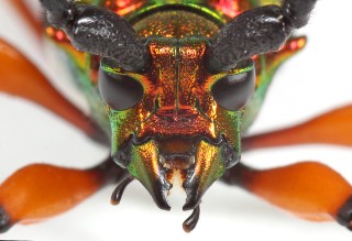 Plinthocoelium suaveolens suaveolens