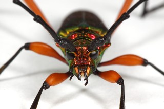 Plinthocoelium suaveolens suaveolens