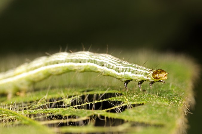 Rachiplusia nu 5th instar larva