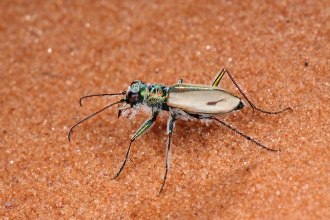 Cicindela albissima