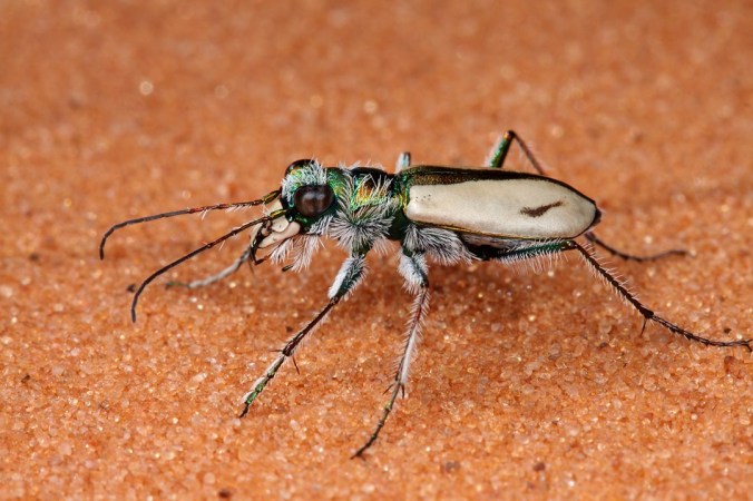 Cicindela albissima
