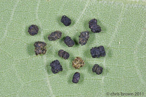 Exema with frasse.MO.2011.3124