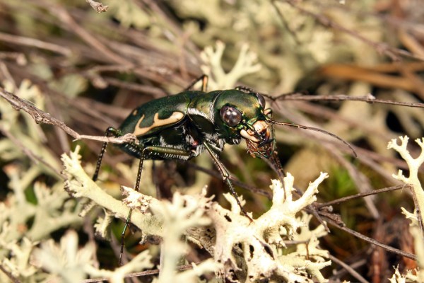 Cicindelidia obsoleta vulturina