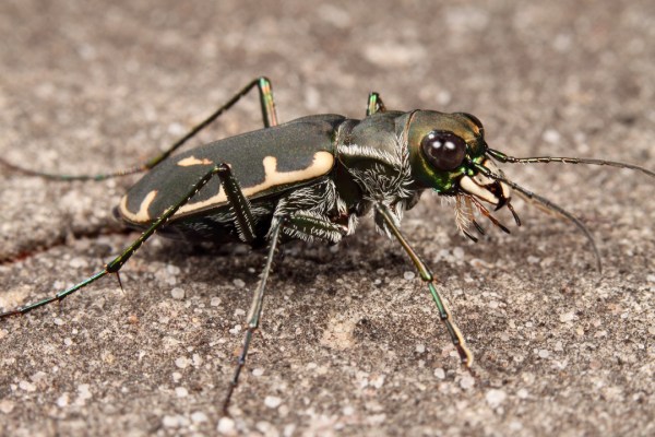 Cicindelidia obsoleta vulturina