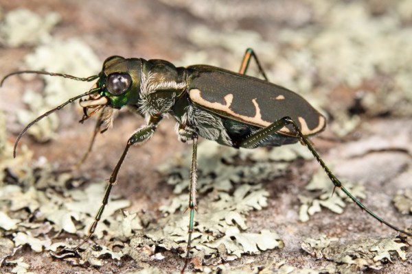 Cicindelidia obsoleta vulturina