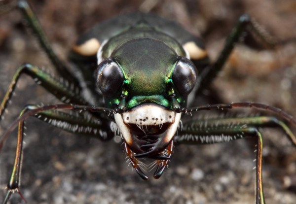 Cicindelidia obsoleta vulturina