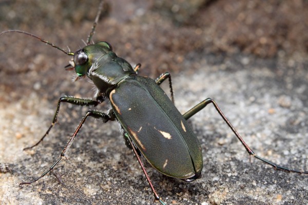 Cicindelidia obsoleta vulturina
