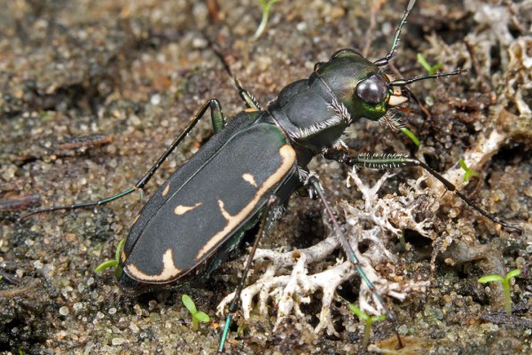 Cicindelidia obsoleta vulturina