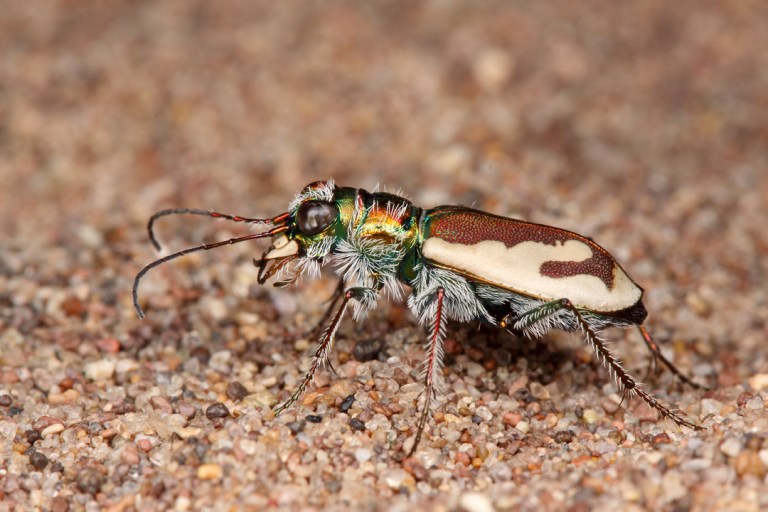 Colorado’s Great Sand Dunes Tiger Beetle | Beetles In The Bush