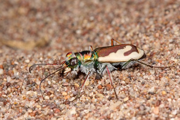 Cicindela theatina