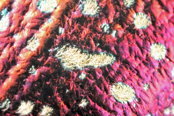 Madecassia rothschildi