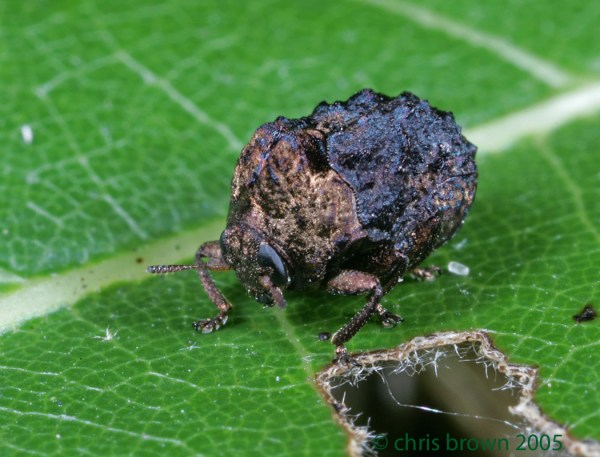 warty leaf beetle.2746.enh.red