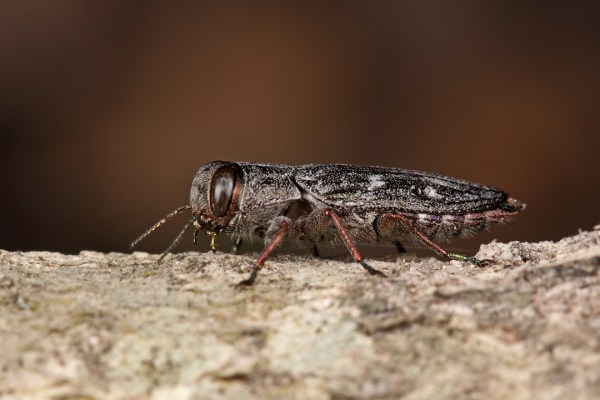 Chrysobothris viridiceps