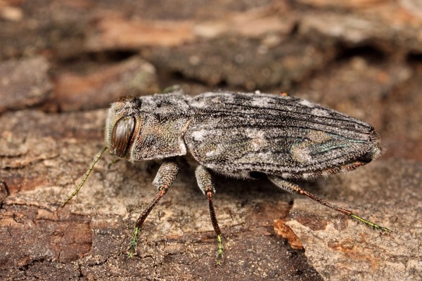 Chrysobothris viridiceps