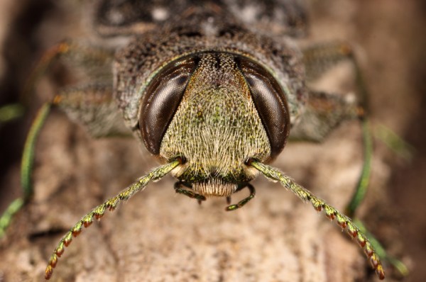 Chrysobothris viridiceps