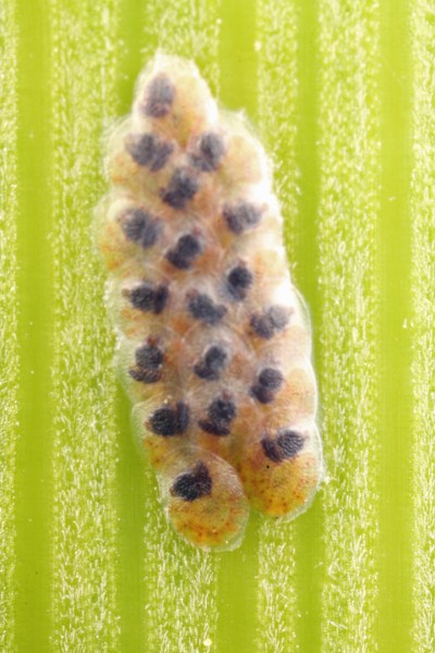 Diatraea saccharalis