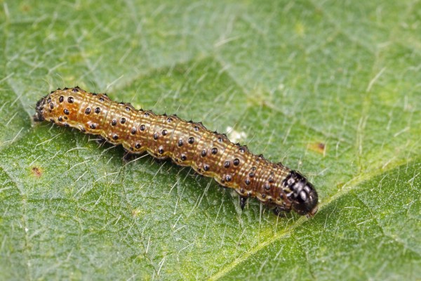 Spodoptera frugiperda