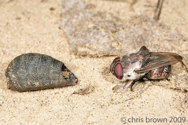 Wild Rabbit Bot Fly Of Bots and Warbles | Beetles In The Bush