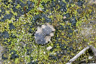 Figure 3. Gelastocoris oculatus, 3.13.2012, Perry Co., MO