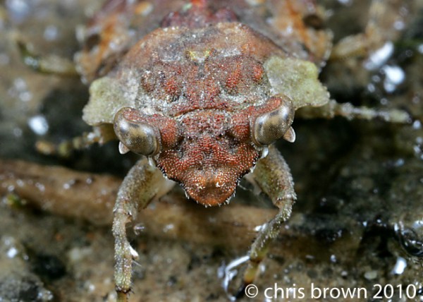 Gelastocoris.head.SNR.MO10.7500