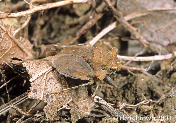 Gelastocoris.MO03.1440