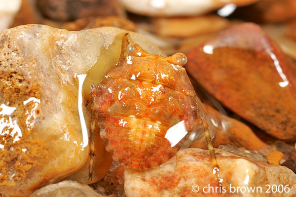 Gelastocoris.MO06.6532