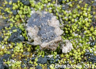 Fgure 2. Gelastocoris oculatus, 3.13.2012, Perry Co., MO