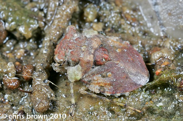 Gelastocoris.SNR.MO10.7479