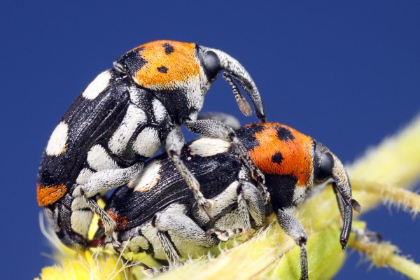 Megabaris quadriguttatus