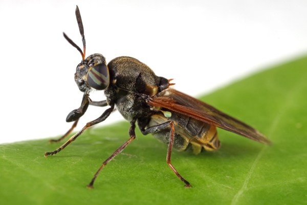 Hoplitimyia sp. poss. mutabilis