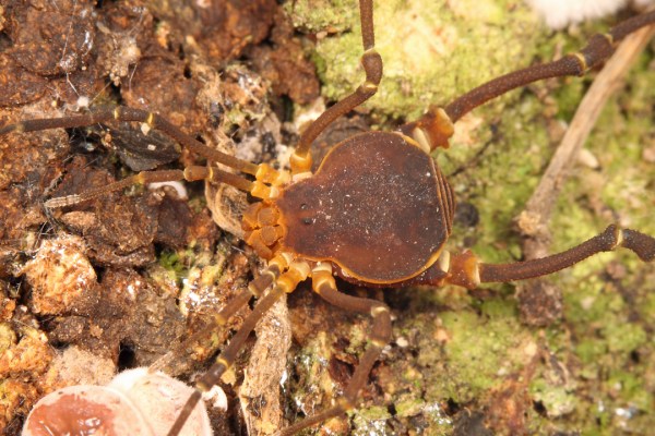 Metalibitia sp. poss. paraguayensis