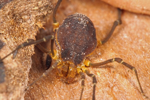 Metalibitia sp. poss. paraguayensis