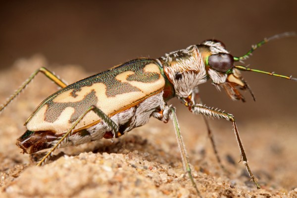 Ellipsoptera cuprascens