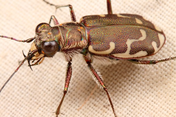 Cicindela repanda