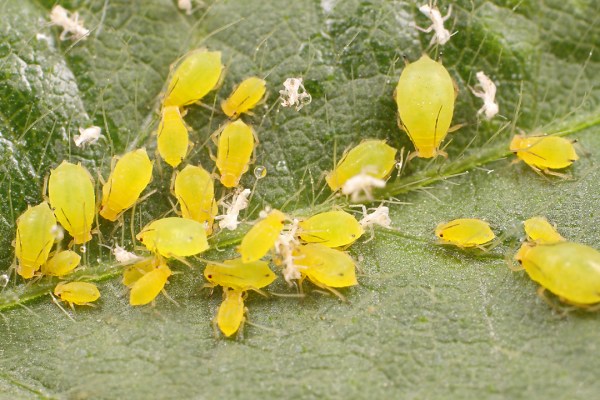 Aphis glycines