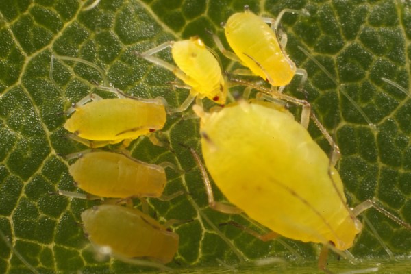 Aphis glycines