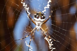 Argiope argentata