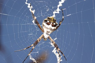 Argiope argentata