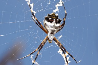 Argiope argentata