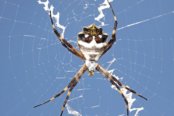Argiope argentata