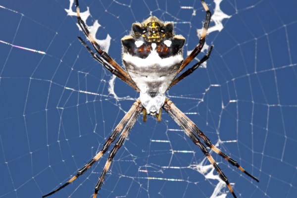 Argiope argentata