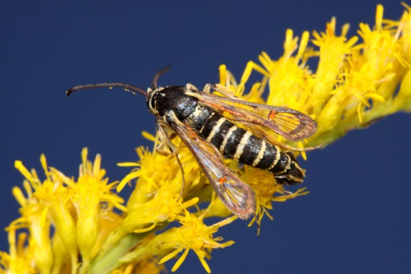 Synanthedon decipiens