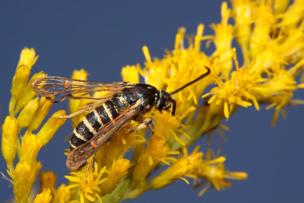 Synanthedon decipiens