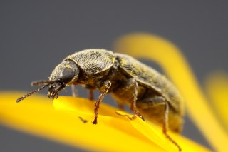 Listrus senils at 5X—another pollen lover!