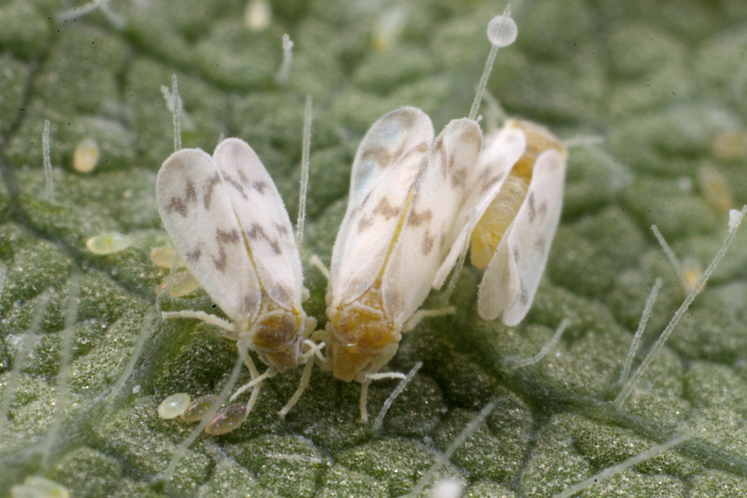 Life at 8X—Bandedwinged Whitefly | Beetles In The Bush