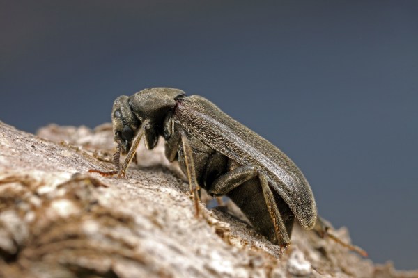 Toposcopus wrightii