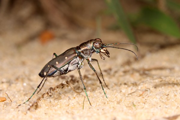 Cicindelidia ocellata rectilatera