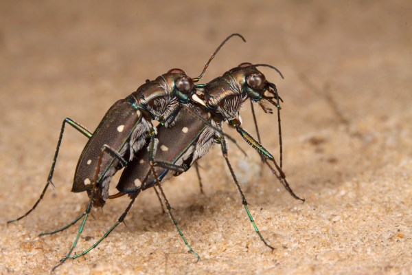 Cicindelidia ocellata rectilatera