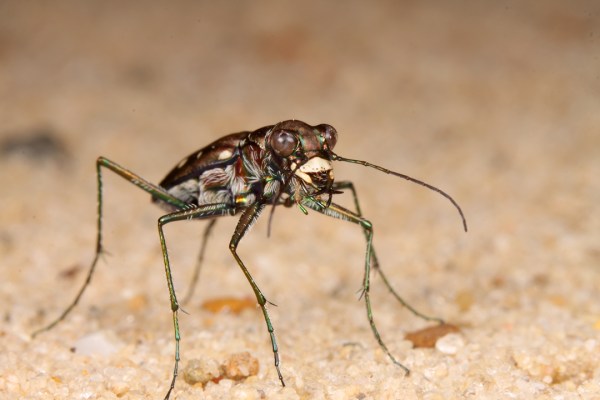 Cicindelidia ocellata rectilatera