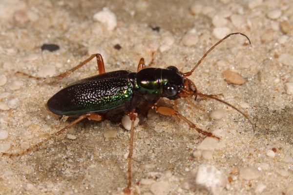 Tetracha virginica